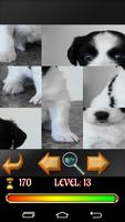 Puzzle Dogs