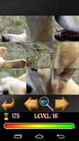 Puzzle Dogs