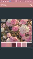 Pinku Palettes