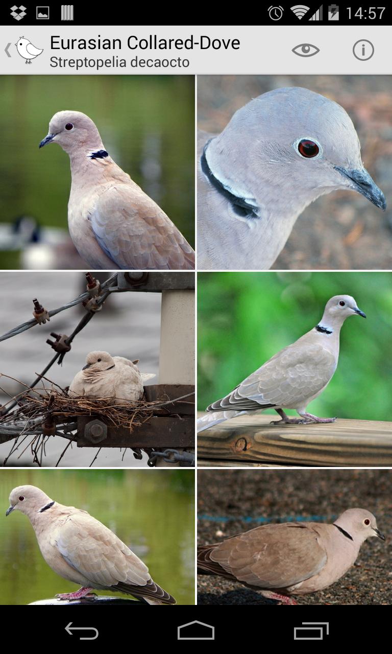 Bird Watcher