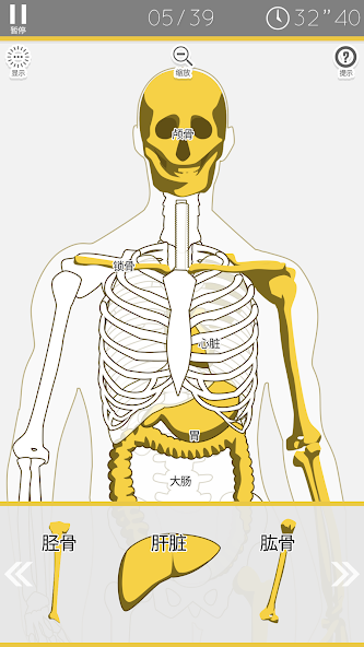 E. Learning Anatomy puzzle