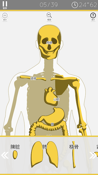 E. Learning Anatomy puzzle