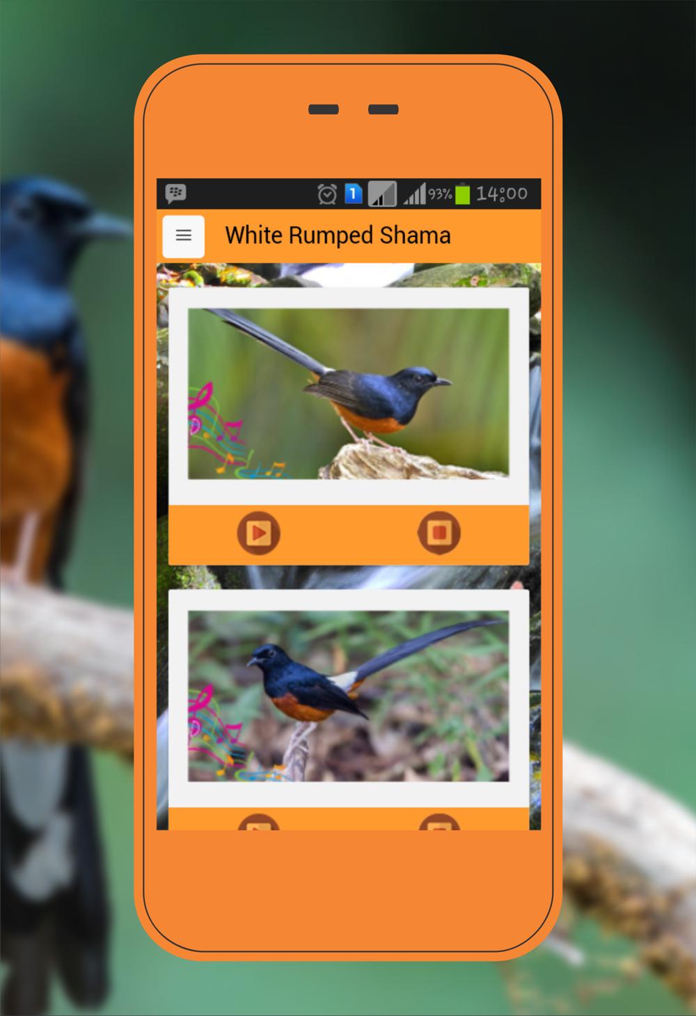 White-rumped Shama