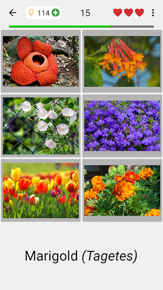 Flowers