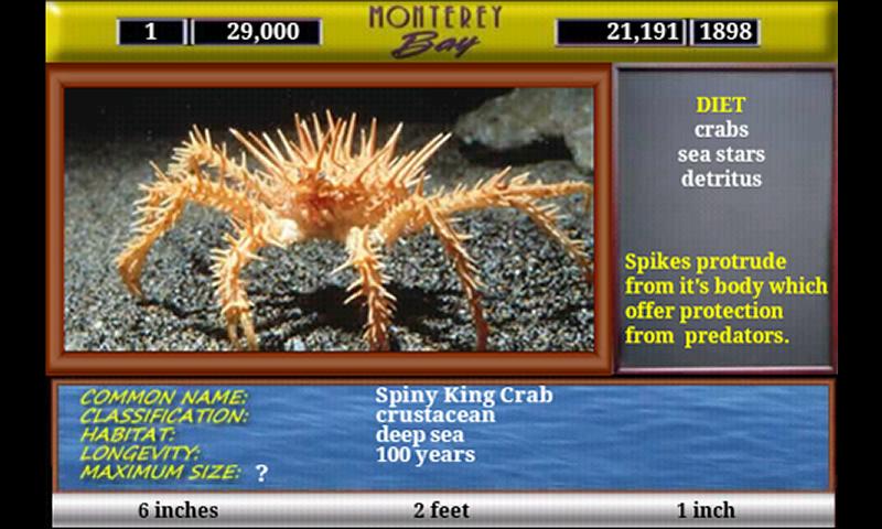 Monterey Bay Sea Life