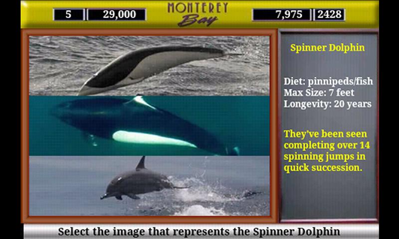 Monterey Bay Sea Life