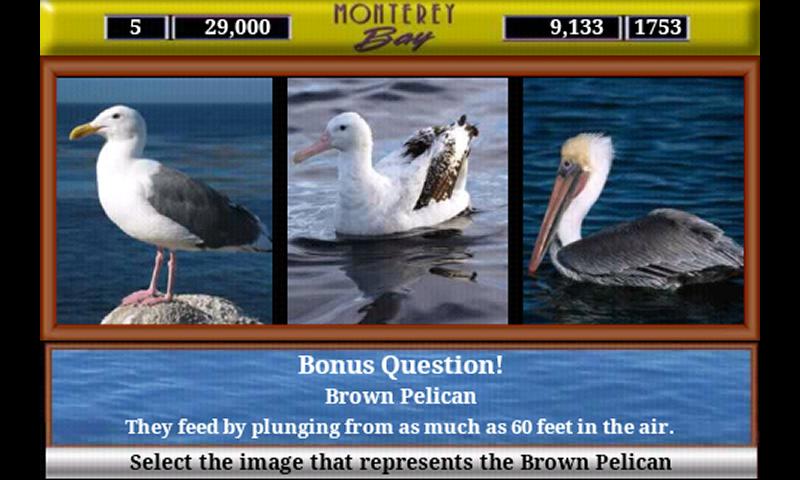 Monterey Bay Sea Life