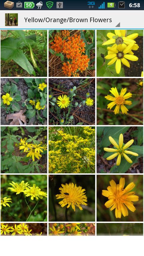 Hitchcock Woods Flora