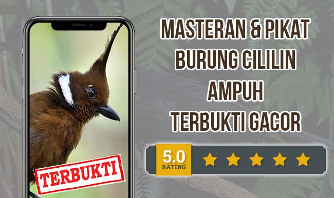 Suara Masteran Cililin AMPUH