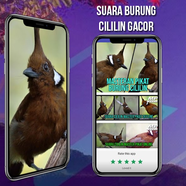 Suara Masteran Cililin AMPUH