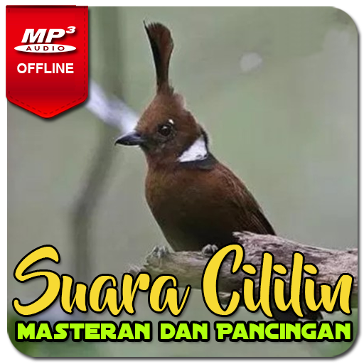Suara Masteran Cililin AMPUH