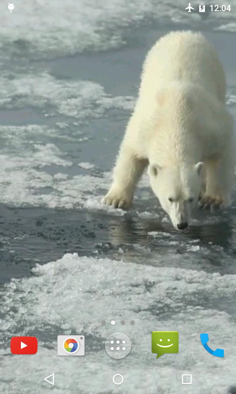 Polar Bear Video Wallpaper