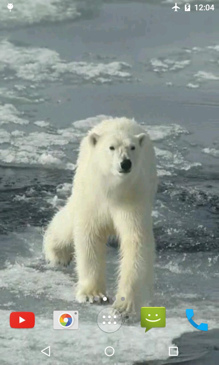 Polar Bear Video Wallpaper