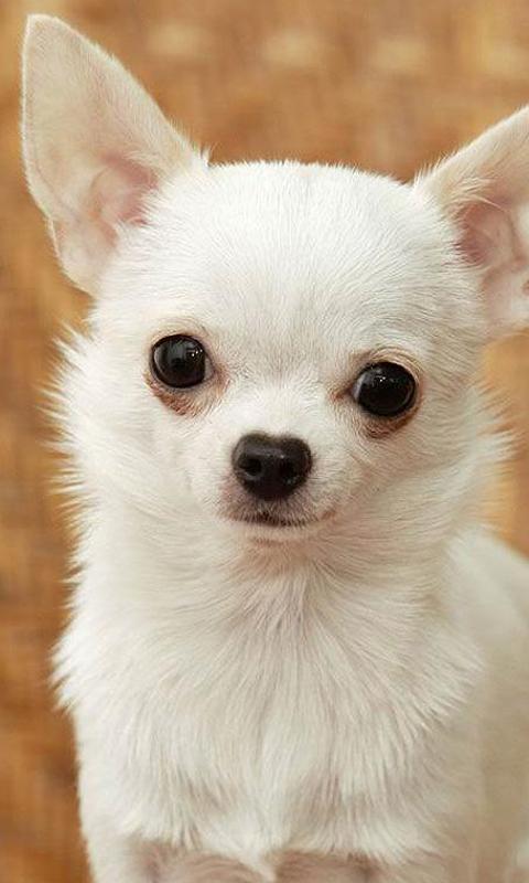 Chihuahuas Dog Jigsaw Puzzle