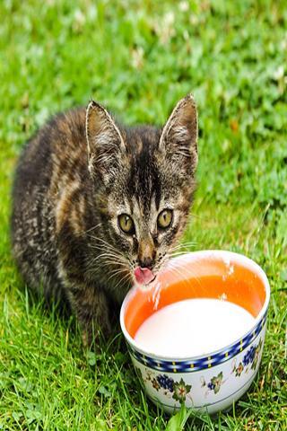 Cat Training Tips And Tricks