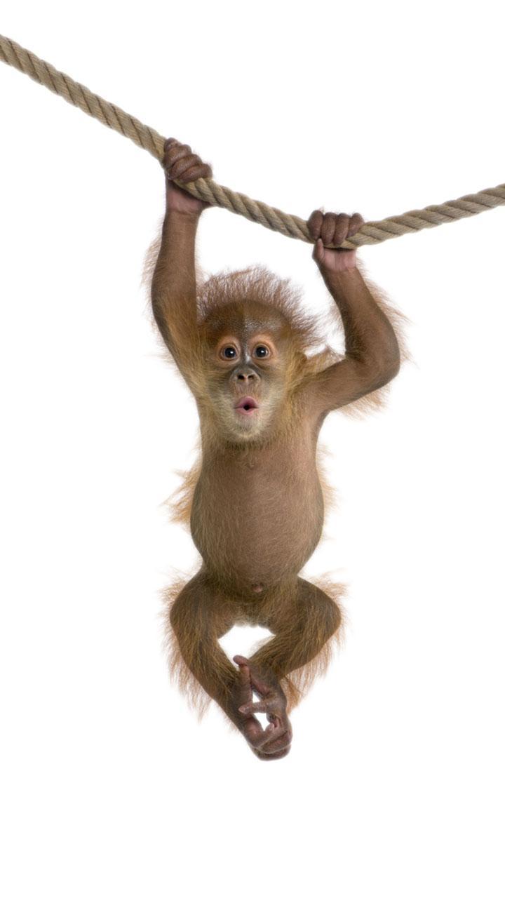Monkey Live Wallpaper