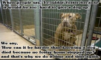 Heartwarming Dog Stories