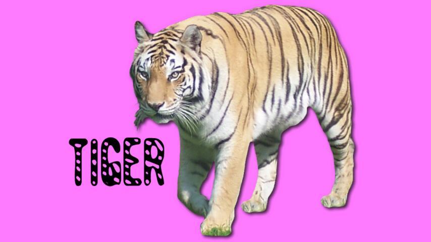 Toddler Animal Sounds - Roars!