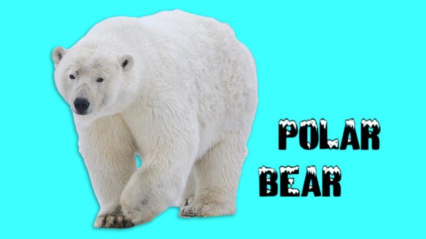 Toddler Animal Sounds - Roars!