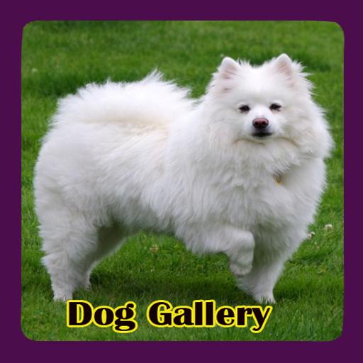 Dog Gallery