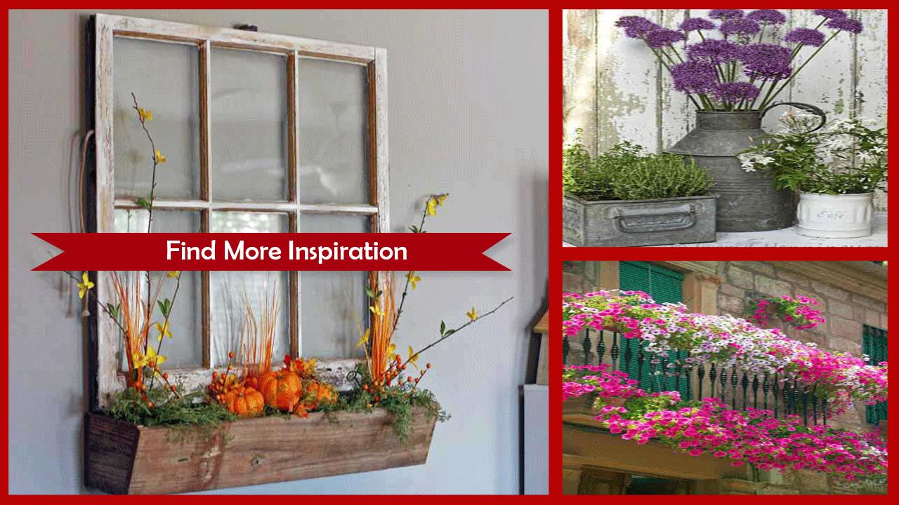 Best Flowers For Window Boxes In Full Sun Creative