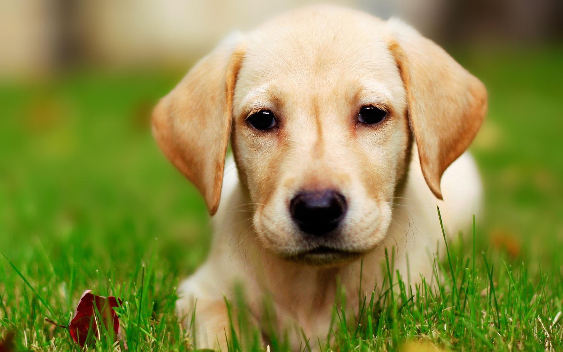 Labrador Dog Live Wallpaper