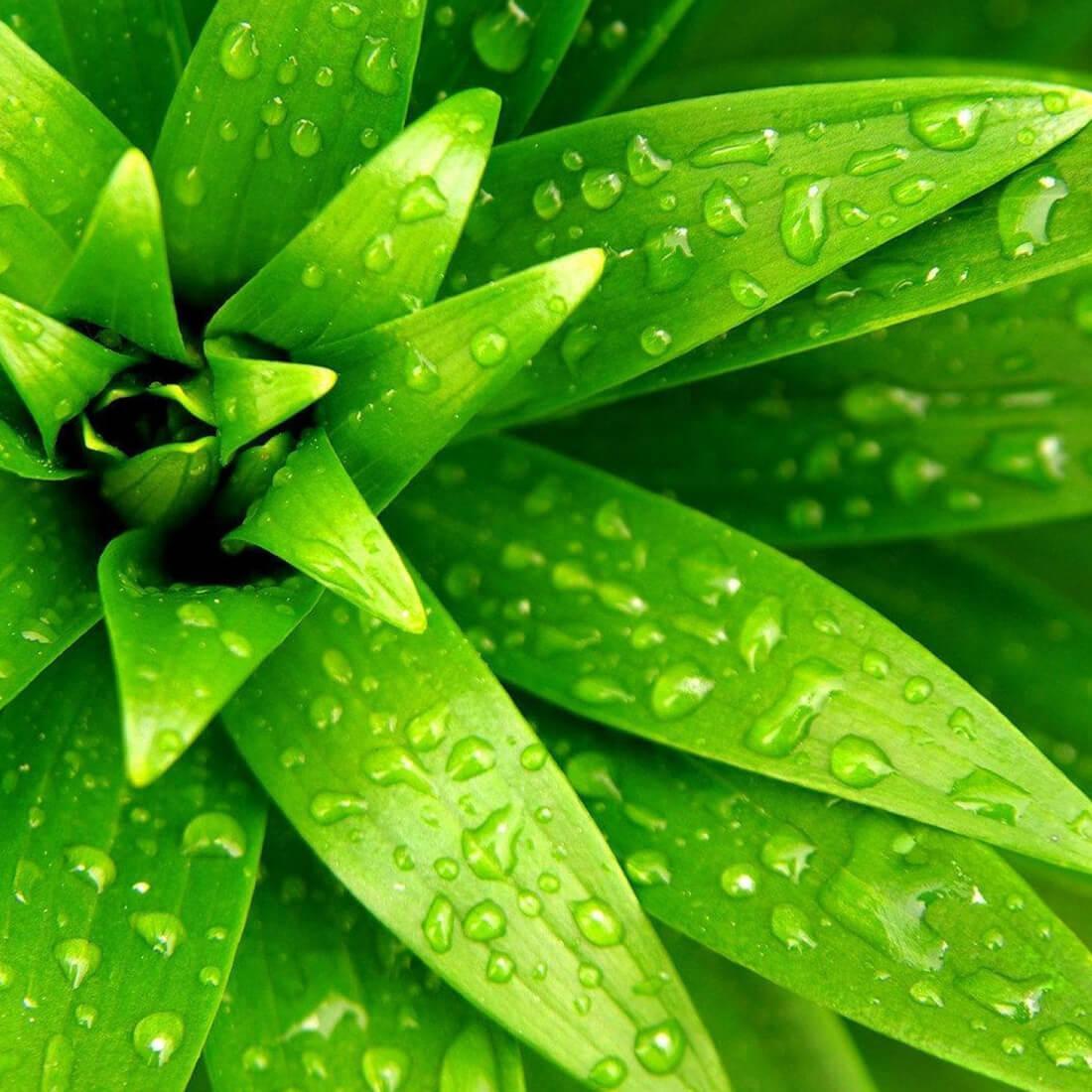 Beautiful Live Wallpaper