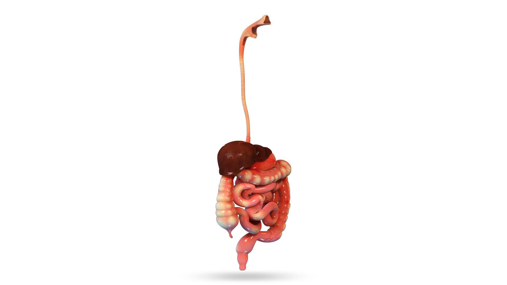 VR Human Alimentary Canal