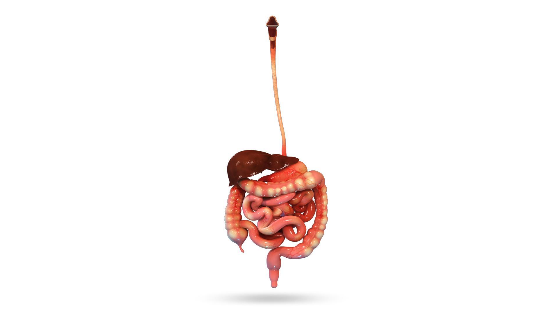 VR Human Alimentary Canal
