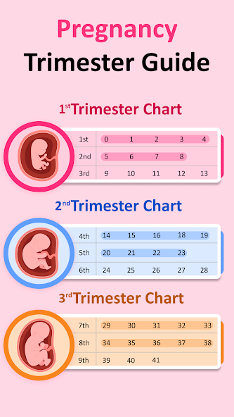 Pregnancy Tracker & Calculator