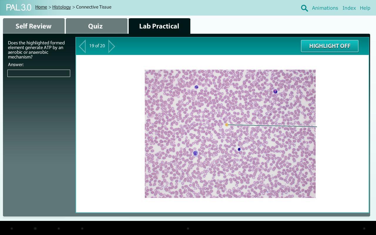 Practice Anatomy Lab (PAL3)