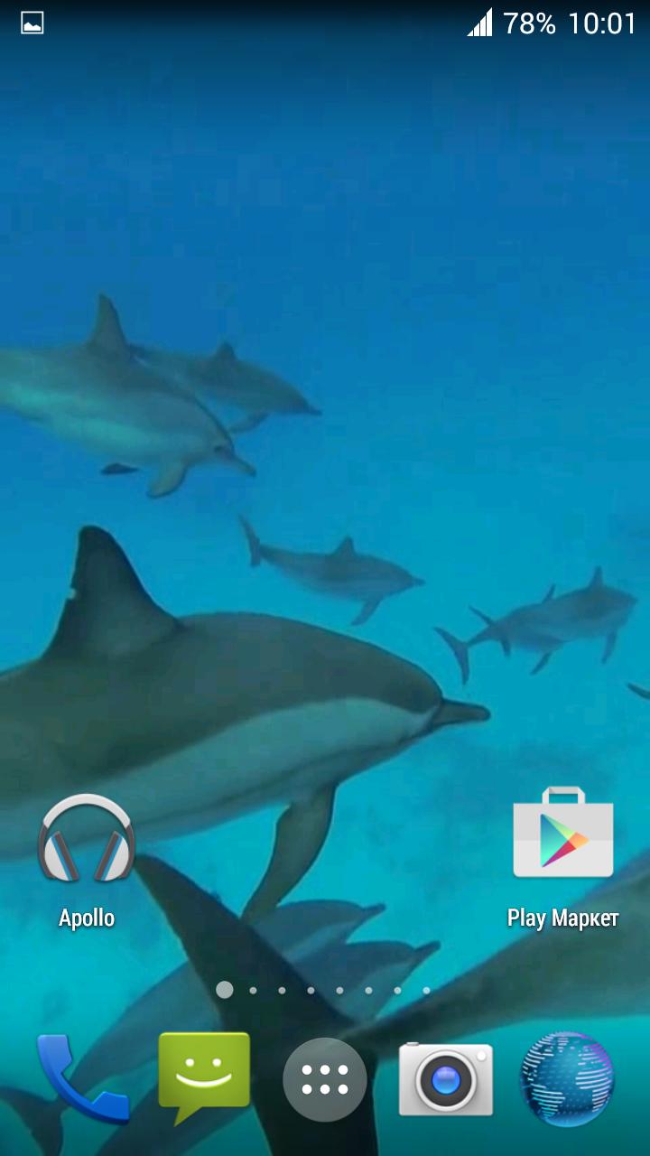 Dolphins. Live Video Wallpaper