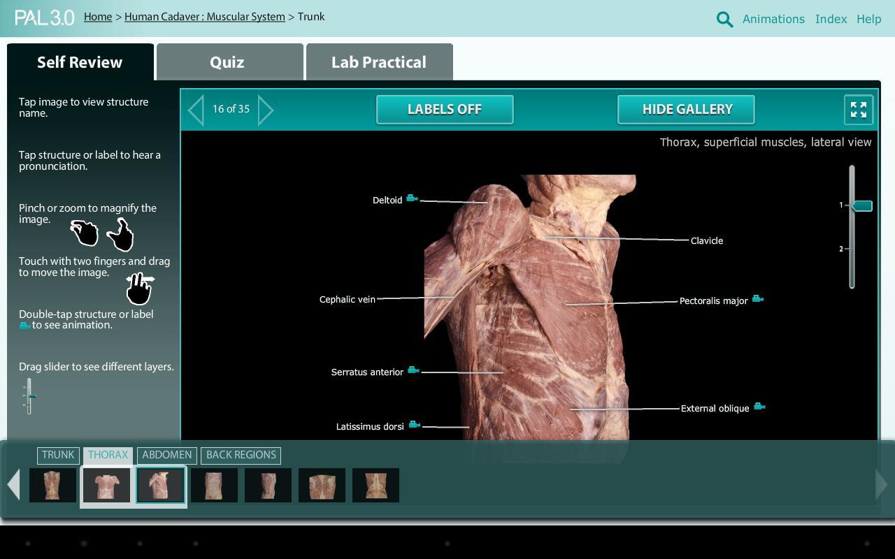 Practice Anatomy Lab (PAL3)