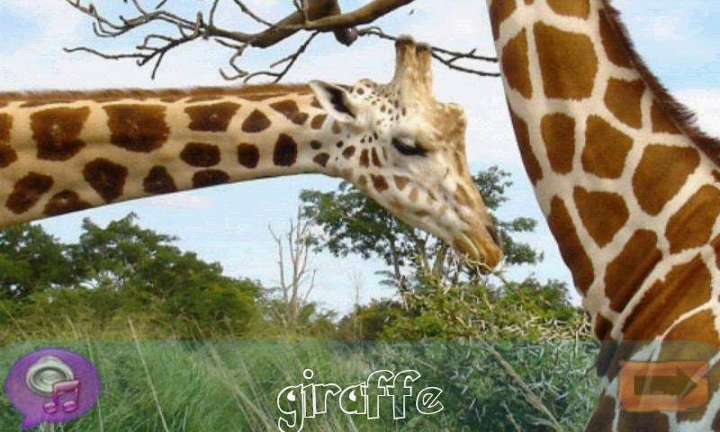 Kids Animal Quiz Lite