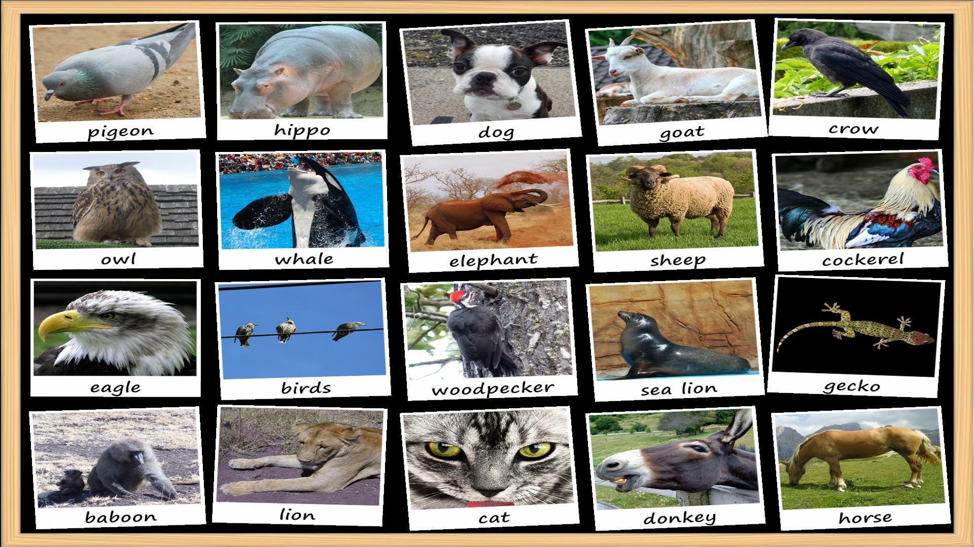 Animal Sounds Soundboard