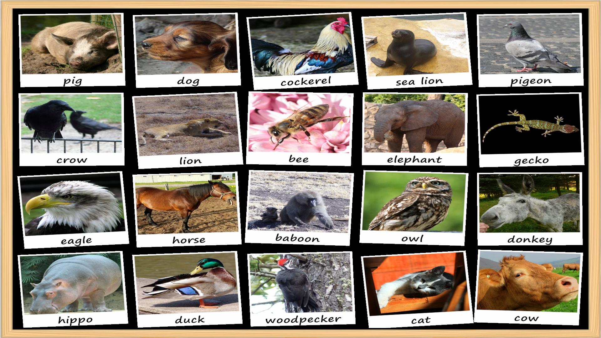 Animal Sounds Soundboard