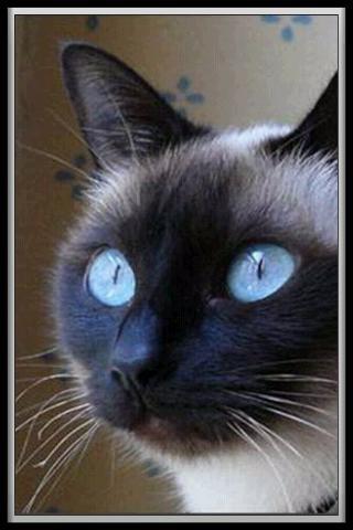 Traductor para Gatitos y Gatos