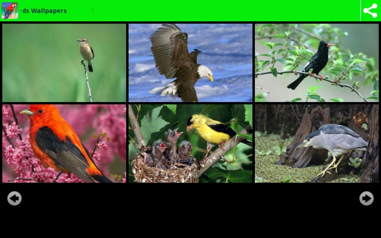 Beautiful Birds Wallpapers