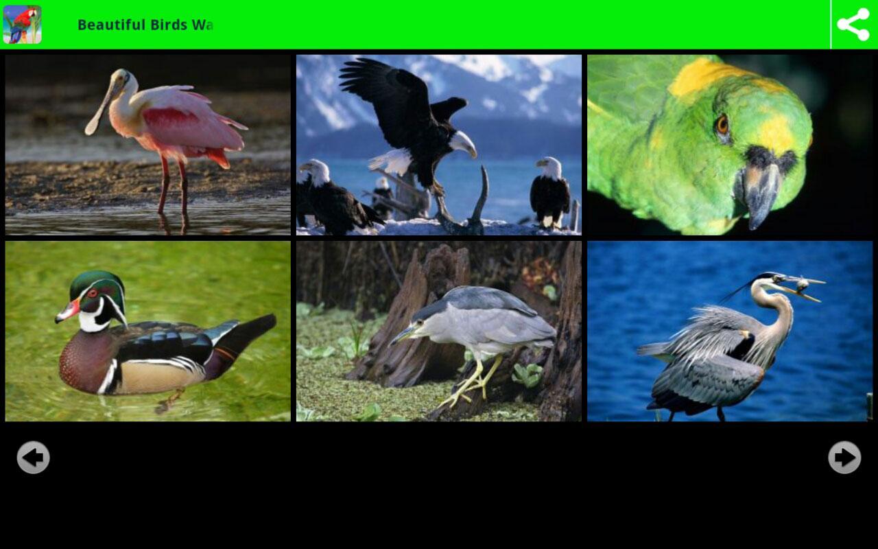 Beautiful Birds Wallpapers