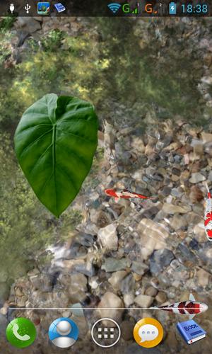 Koi pond