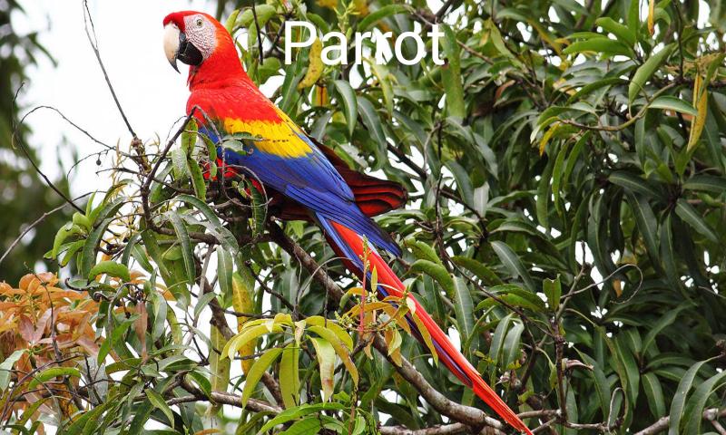Animal Sounds And Pictures