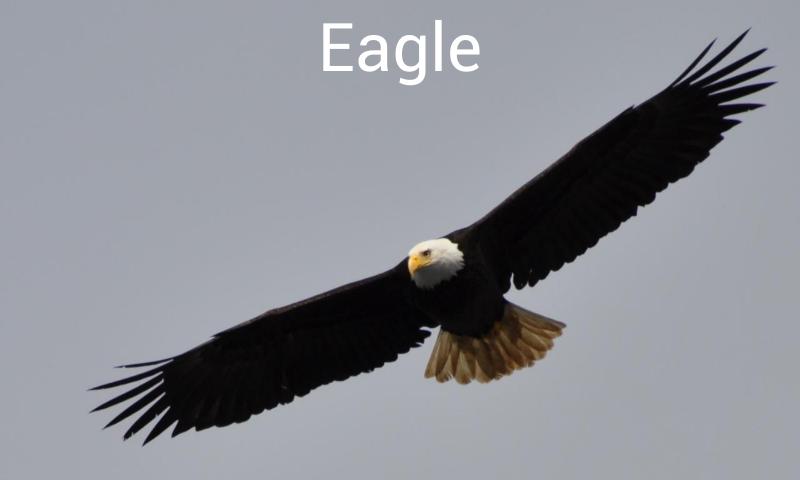 Animal Sounds And Pictures