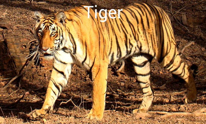 Animal Sounds And Pictures