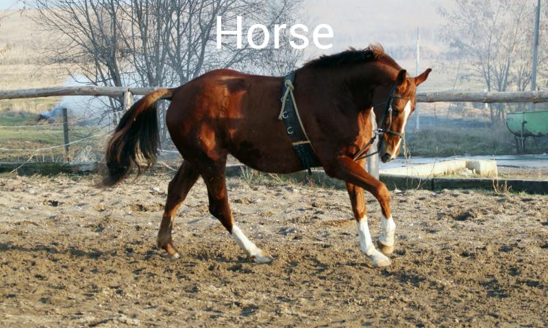 Animal Sounds And Pictures