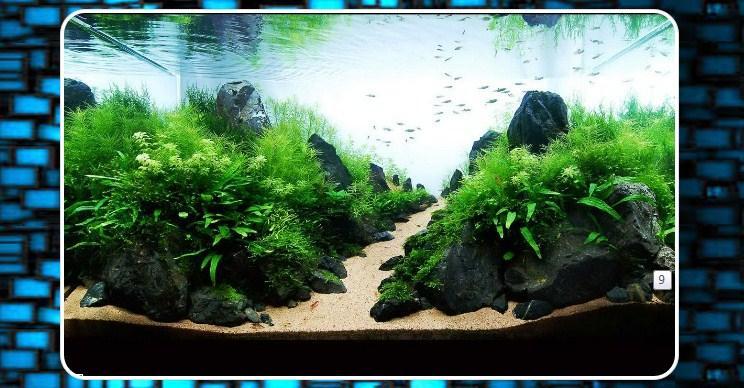 Aqua Scape Design