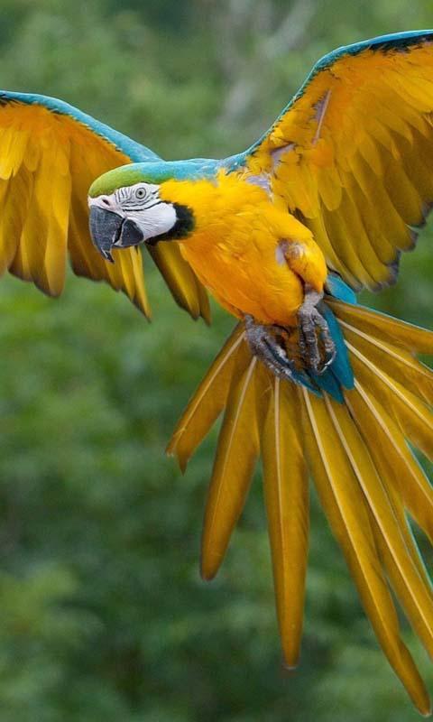 Talking Parrot Free LWP