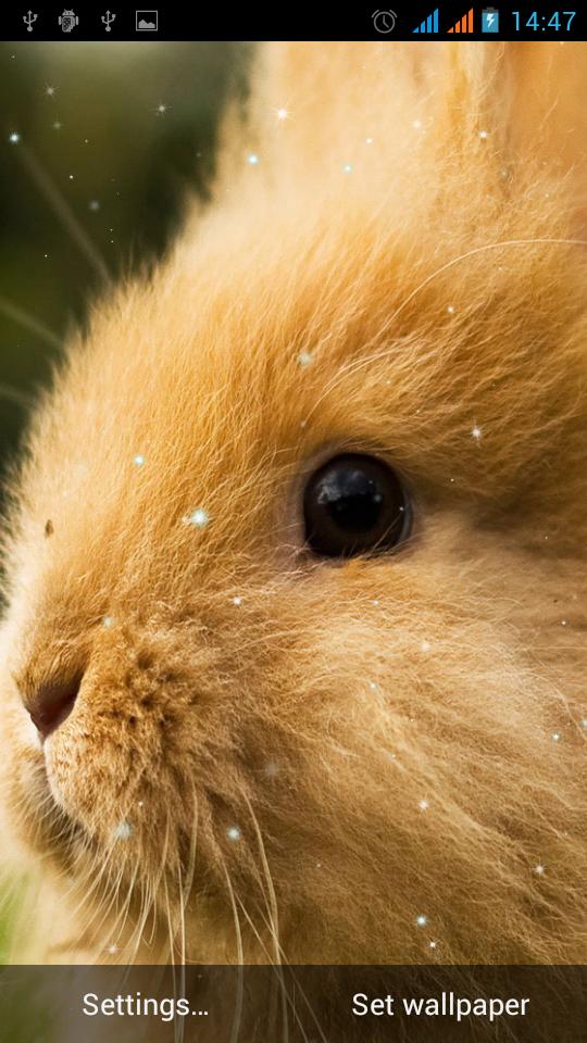 Bunny Live Wallpaper
