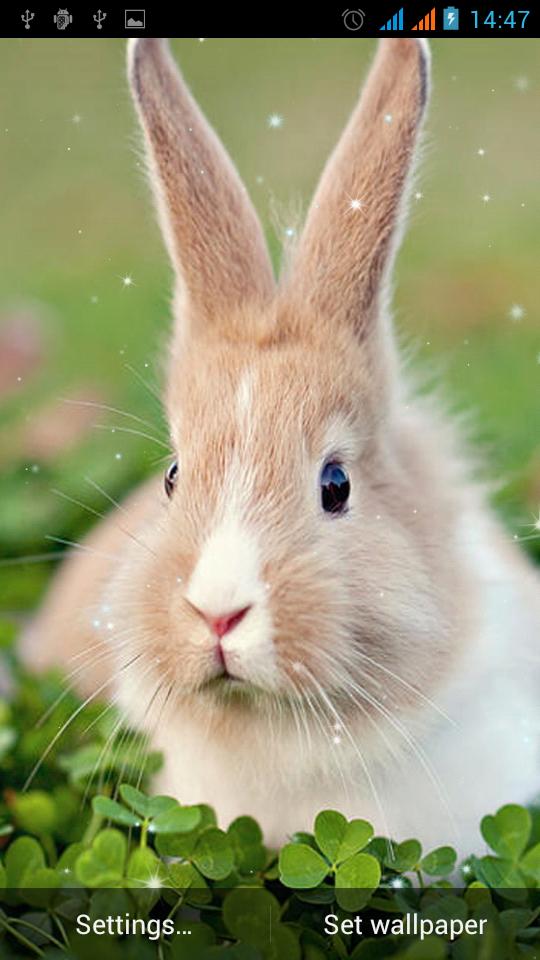 Bunny Live Wallpaper