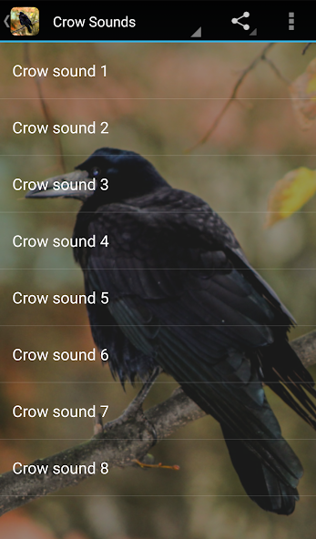 Crow Sounds