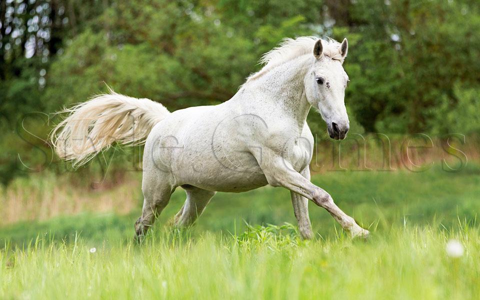 Horses Tile Puzzle